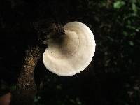 Trametes hirsuta image