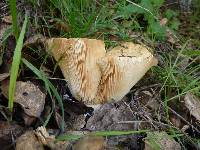 Lactarius alnicola image