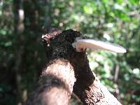 Trametes hirsuta image