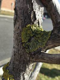 Xanthoria parietina var. parietina image