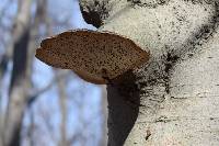 Ganoderma applanatum image