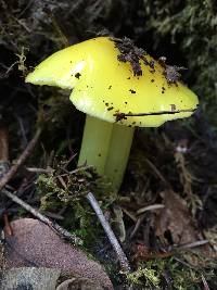 Hygrocybe chlorophana image