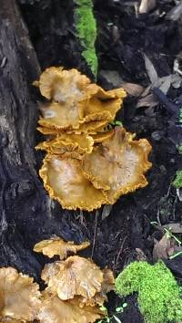 Omphalotus olivascens image