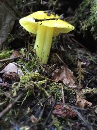 Hygrocybe chlorophana image