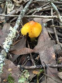 Hygrocybe acutoconica image