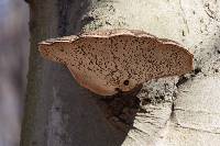 Ganoderma applanatum image