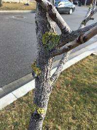 Xanthoria parietina var. parietina image