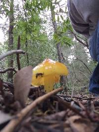 Hygrocybe acutoconica image