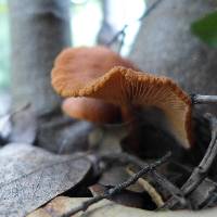 Lactarius rufulus image