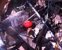 Hygrocybe coccinea image