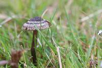 Entoloma translucidum image