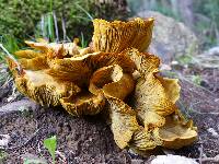 Omphalotus olivascens image