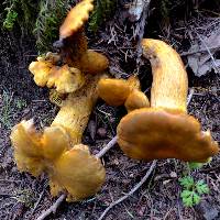 Omphalotus olivascens image