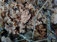 Tremella foliacea image