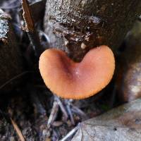 Lactarius rufulus image