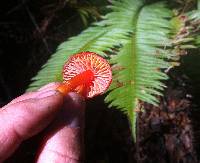 Hygrocybe coccinea image