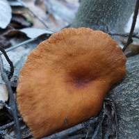 Lactarius rufulus image