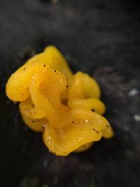 Tremella aurantia image