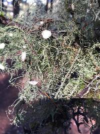 Usnea intermedia image