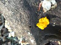 Tremella aurantia image