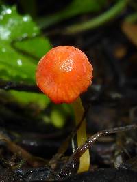 Mycena acicula image