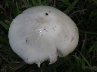 Volvariella gloiocephala image