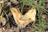 Lactarius alnicola image