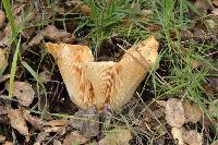 Lactarius alnicola image