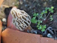 Morchella rufobrunnea image