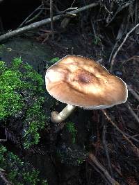 Pluteus cervinus image