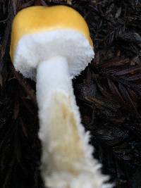 Stropharia ambigua image