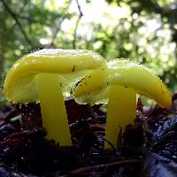 Hygrocybe chlorophana image