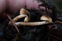 Lepiota castanea image