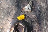 Tremella aurantia image
