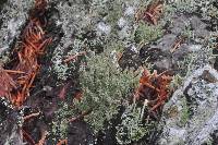 Cladonia squamosa image