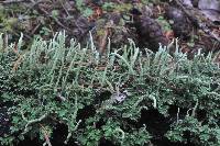 Cladonia coniocraea image