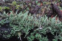 Cladonia coniocraea image