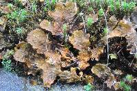 Peltigera membranacea image