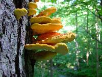 Laetiporus sulphureus image