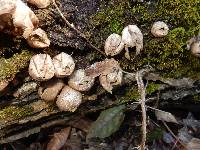 Lycoperdon pyriforme image