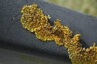 Xanthoria parietina var. parietina image