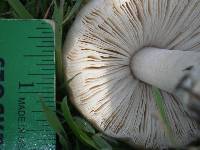 Volvariella gloiocephala image