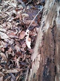 Pleurotus ostreatus image