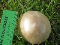 Volvariella gloiocephala image