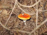 Amanita muscaria image