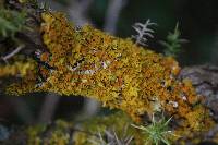 Xanthoria parietina var. parietina image