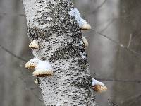 Piptoporus betulinus image