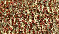 Nectria coccinea image
