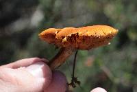 Gymnopilus sapineus image