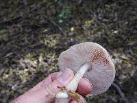 Pluteus cervinus image